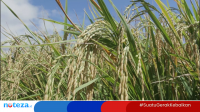 Varietas Inpari 36 dan 37 Diharap Dapat Memicu Peningkatan Hasil Produksi Pertanian Parigi Selatan