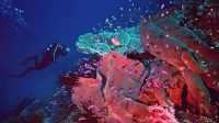 Sekolah Diving Parigi Moutong Segera Diresmikan