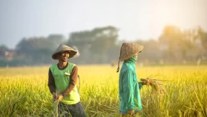 Petani Terselamatkan dari Jeratan Rentenir Berkat Pembiayaan Ultra Mikro BRI