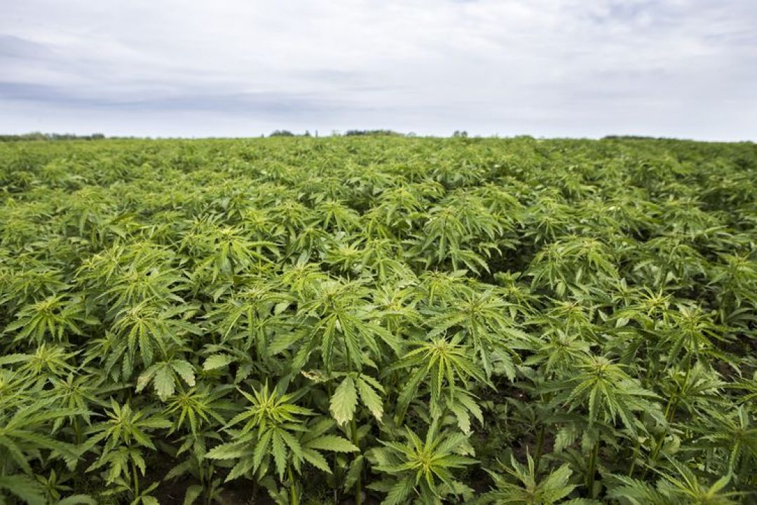 BNN dan Polda Aceh Musnahkan 2 Hektar Ladang Ganja