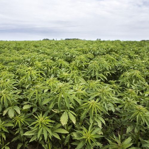 BNN dan Polda Aceh Musnahkan 2 Hektar Ladang Ganja