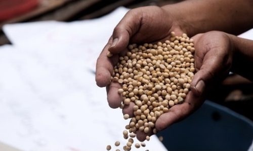 Ribuan Perajin Tahu dan Tempe Bangkrut Gara-gara Naiknya Harga Kedelai