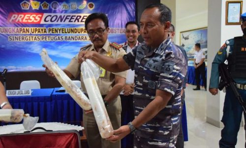 TNI AL Berhasil Gagalkan Penyelundupan Baby Lobster Senilai Rp 1,3 M  