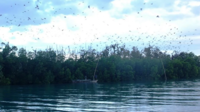 Pulau Kelelawar: Wisata Menakjubkan di Parigi yang Memikat Ribuan Pengunjung