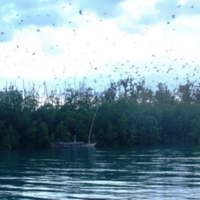 Pulau Kelelawar: Wisata Menakjubkan di Parigi yang Memikat Ribuan Pengunjung