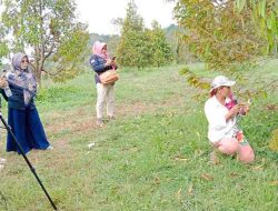 Publikasikan Potensi Durian Parimo , RRI Palu Live di Kebun Durian Milik Maria