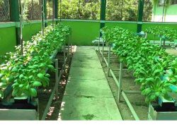 Optimalisasi Lahan Terbatas untuk Meningkatkan Produksi Pertanian