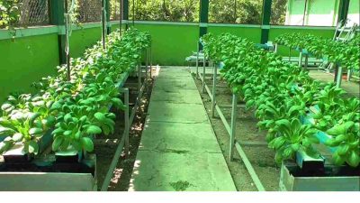 Optimalisasi Lahan Terbatas untuk Meningkatkan Produksi Pertanian