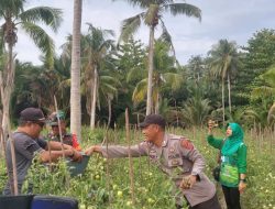 Bhabinkamtibmas Polsek Bunta Fiqhi,Bantu Warga nya Panen Tomat dan Rica.
