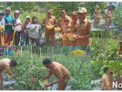 Camat Zubhan Ahmad.S.Sos. dan Sekcam Nambo.Alprianto.S.Sos. Menghadiri Panen Raya Di Labage Desa Padungnyo