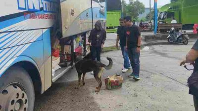 6 Anjing K9 Bantu Lacak Peredaran Narkoba di Pelabuhan Bakauheni, Ini Hasilnya