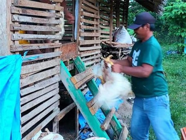 Masyarakat Penerima Program SJSP Merasa Terbantu kan Dengan Bantuan Ternak, Begini Penjelasan nya