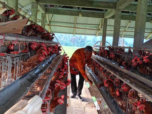 Program SJSP di Ponpes Desa Bukit Makarti Kecamatan Toili Barat, Sudah di Nikmati Hasilnya