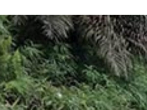 Tanah Rakyat atau Bisnis Raksasa? Konflik HGU dan Ekspansi Sawit yang Semakin Panas