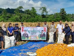 Dukung Asta Cita Presiden, Polsek Nuhon Gelar Panen Jagung Perdana di Desa Damai Makmur