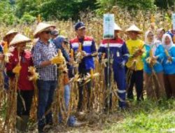 Pertamina EP Donggi Matindok Field Dorong Kemandirian Petani dengan Pupuk Biosulfur, Hasil Panen Jagung Naik 57%