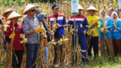 Pertamina EP Donggi Matindok Field Dorong Kemandirian Petani dengan Pupuk Biosulfur, Hasil Panen Jagung Naik 57%