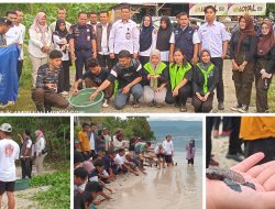 Kolaborasi Karang Taruna dan Korallium Lepas 90 Tukik/Penyu Langka Ke Laut Tanjung Tuwis.
