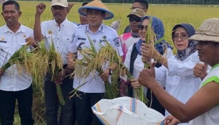 Gotong Royong dan Kearifan Lokal Warnai Panen Perdana di Desa Kasimbar Palapi
