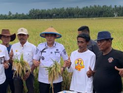 Gotong Royong dan Kearifan Lokal Warnai Panen Perdana di Desa Kasimbar Palapi