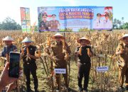 Panen Raya Jagung Perkuat Sinergi Ketahanan Pangan di Parigi Moutong