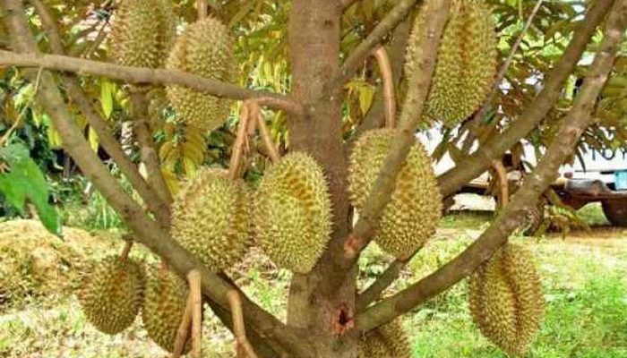Petani Durian Parimo Alami Gagal Panen, Bappelitbangda Cari Solusi Lewat Penelitian