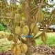 Petani Durian Parimo Alami Gagal Panen, Bappelitbangda Cari Solusi Lewat Penelitian